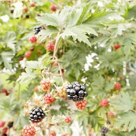 Casa Mare Baltico Reethaus Prázdninový dům Groß Schwansee